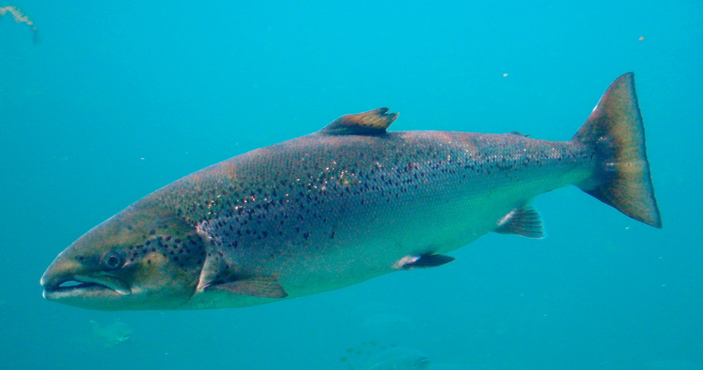 Salmo salar (Atlantic salmon)
