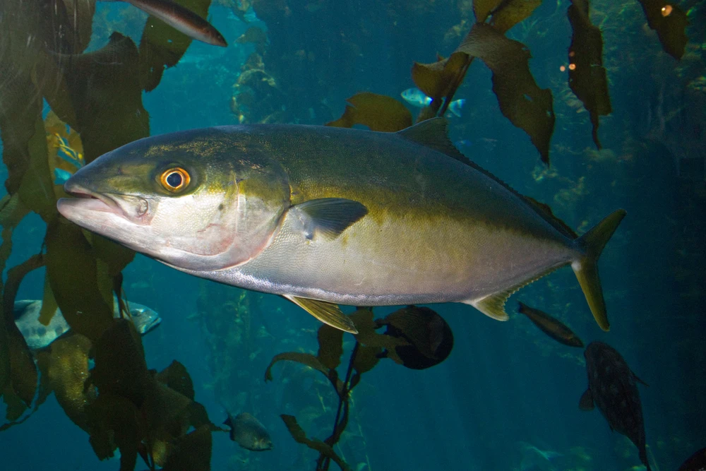 Seriola lalandi (Yellowtail amberjack)