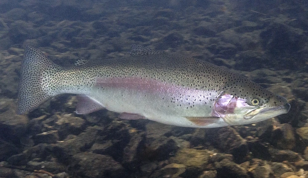 Oncorhynchus mykiss (Rainbow trout)