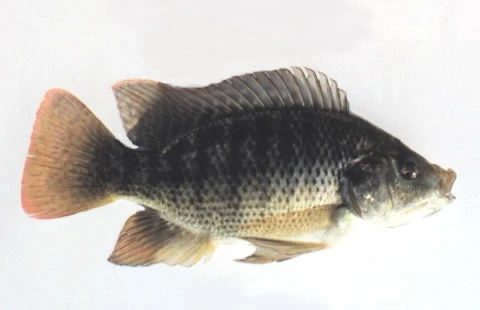 Oreochromis aureus (Blue tilapia)