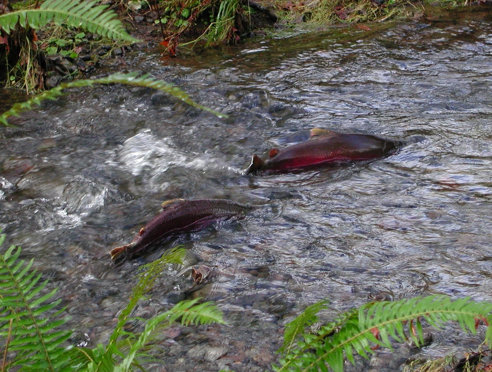 Oncorhynchus kisutch (Coho salmon)