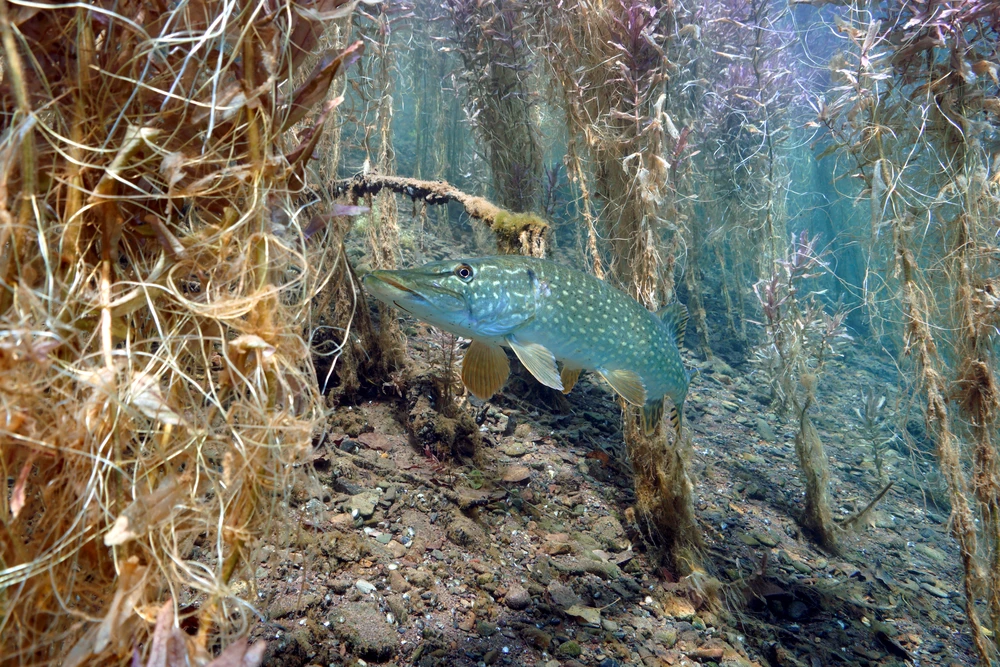 Esox lucius (Northern pike)