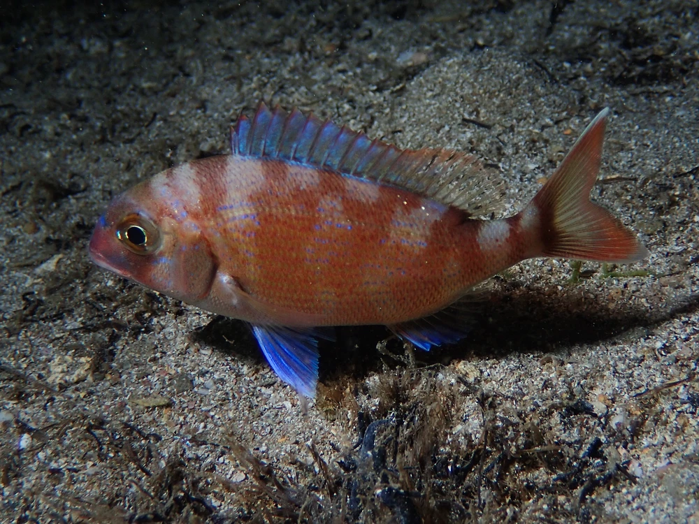 Pagrus pagrus (Red porgy)