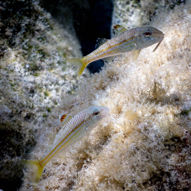Mullus surmuletus (Striped red mullet)