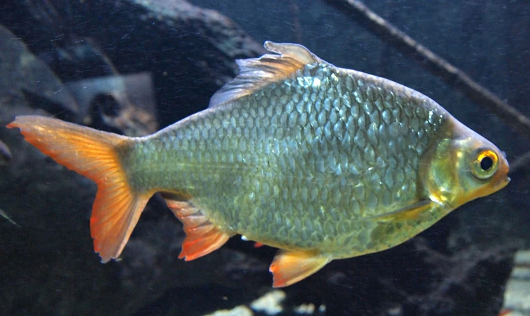 Barbonymus schwanenfeldii (Tinfoil barb)