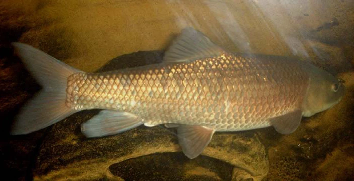 Luciobarbus callensis (Algerian barb)