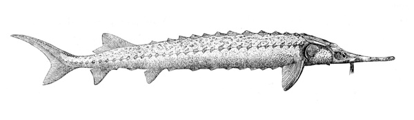 Acipenser stellatus (Stellate sturgeon)
