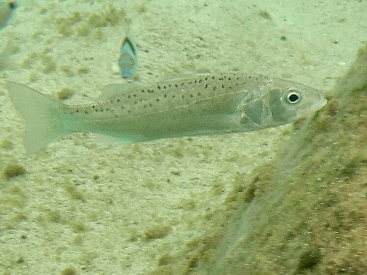 Dicentrarchus labrax (European seabass)