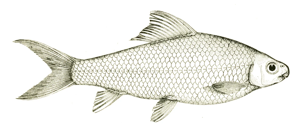 Cirrhinus molitorella (Mud carp)