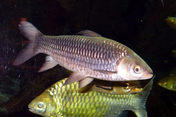 Leptobarbus hoevenii (Hoven's carp)