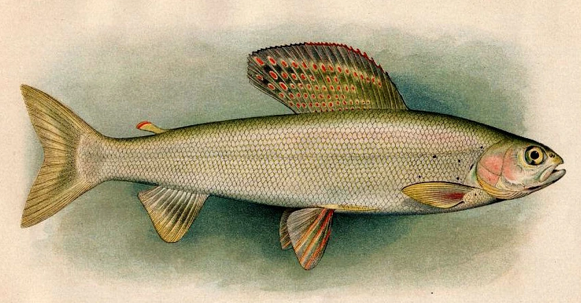 Thymallus thymallus (Grayling)