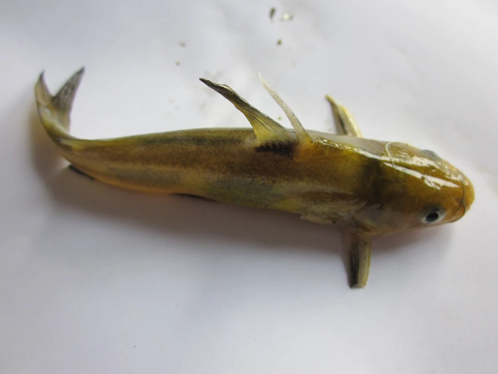 Tachysurus sinensis (Yellow catfish)