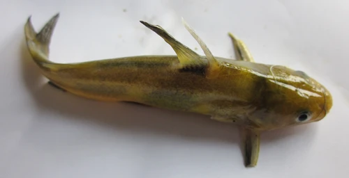 Tachysurus sinensis (Yellow catfish)