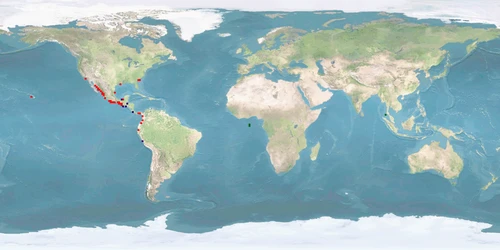 Distribution map: Penaeus vannamei (Whiteleg shrimp)