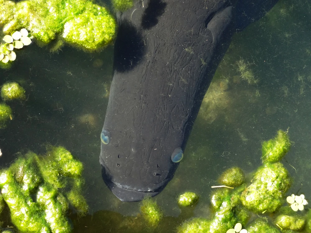 Arapaima gigas (Arapaima)