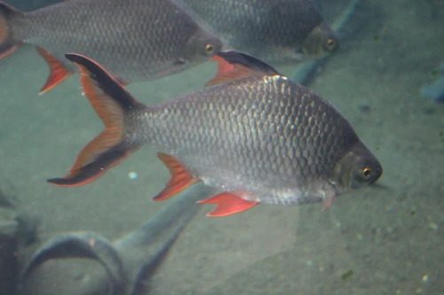 Barbonymus schwanenfeldii (Tinfoil barb)