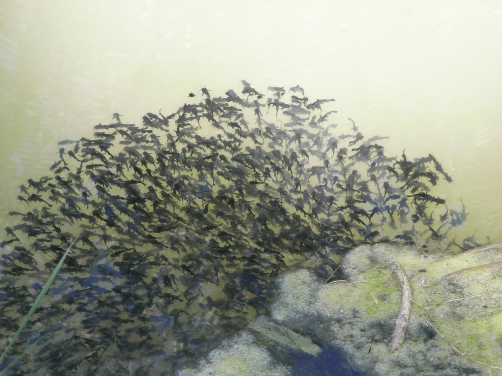 Ameiurus melas (Black bullhead catfish)