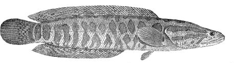 Channa argus (Northern snakehead)