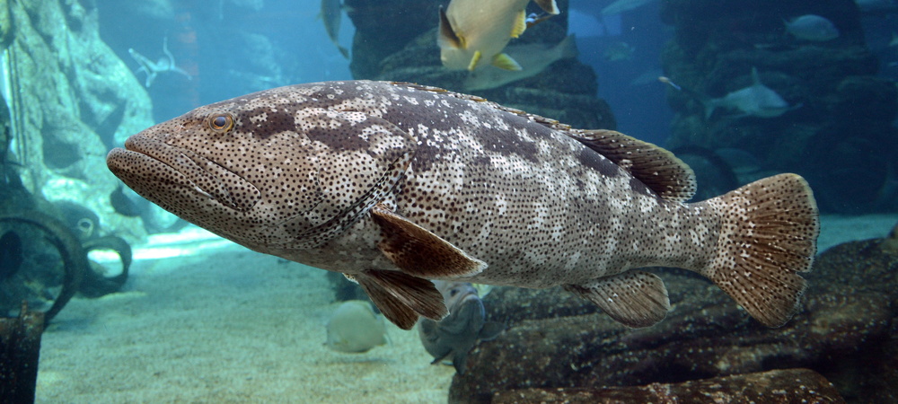 Epinephelus malabaricus (Malabar grouper)