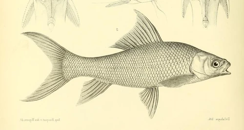 Cirrhinus microlepis (Smallscale mud carp)