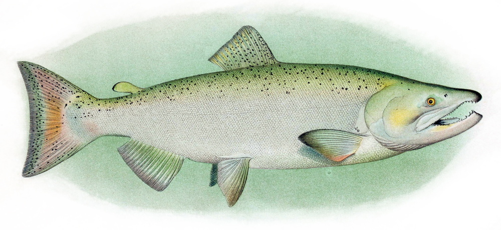 Oncorhynchus tshawytscha (Chinook salmon)