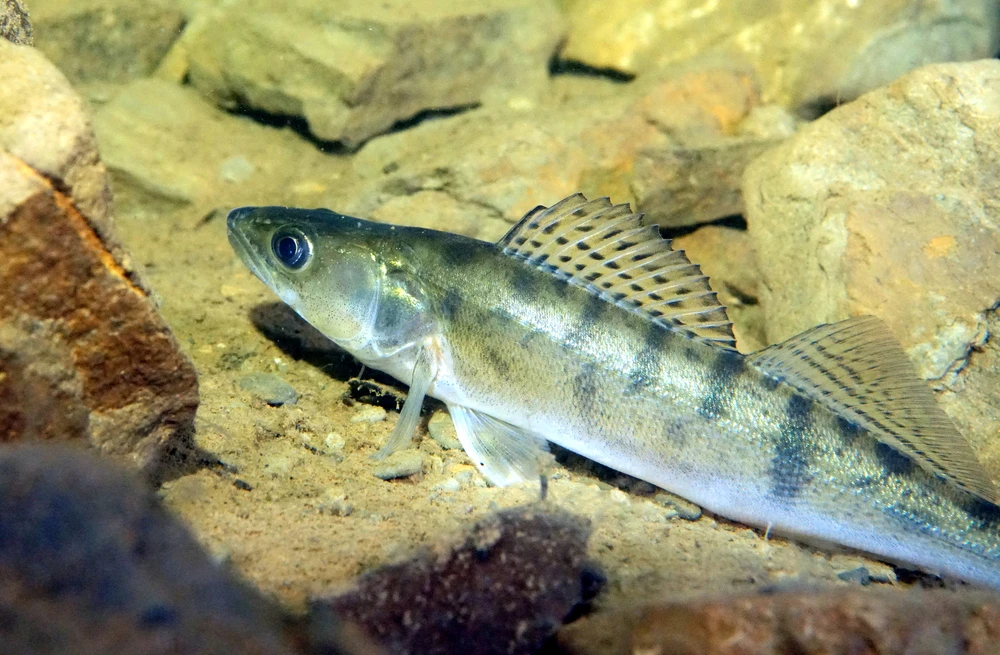 Sander lucioperca (Pikeperch)