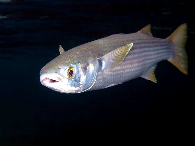 Mugil cephalus (Striped mullet)