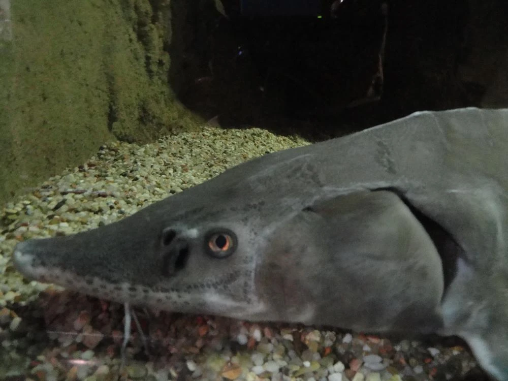 Acipenser baerii (Siberian sturgeon)