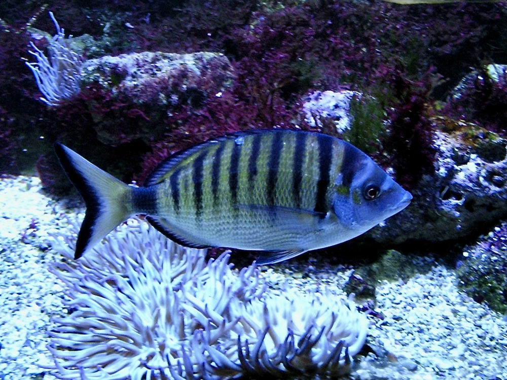 Diplodus puntazzo (Sharpsnout seabream)