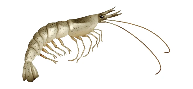 Penaeus vannamei (Whiteleg shrimp)