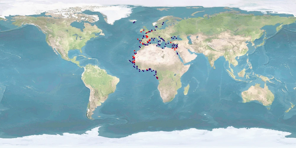 Distribution map: Argyrosomus regius (Meagre)