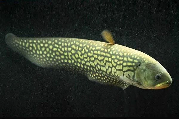 Papyrocranus afer (Reticulated knifefish)