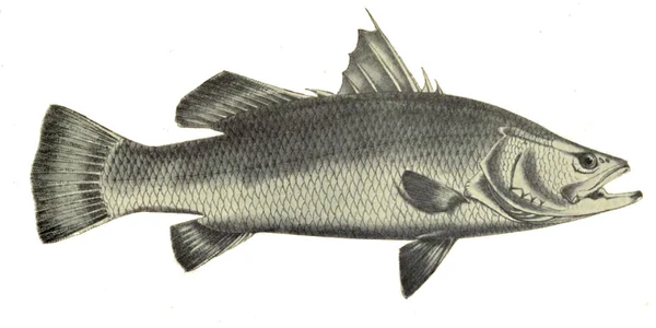 Lates calcarifer (Barramundi)