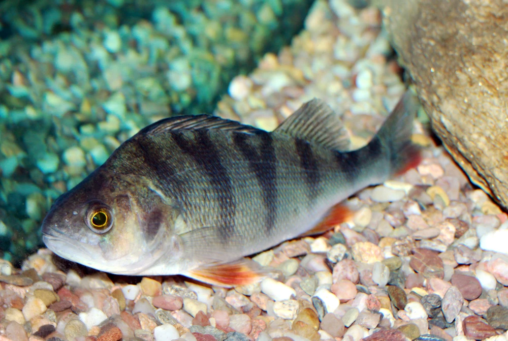 Perca fluviatilis (European perch)