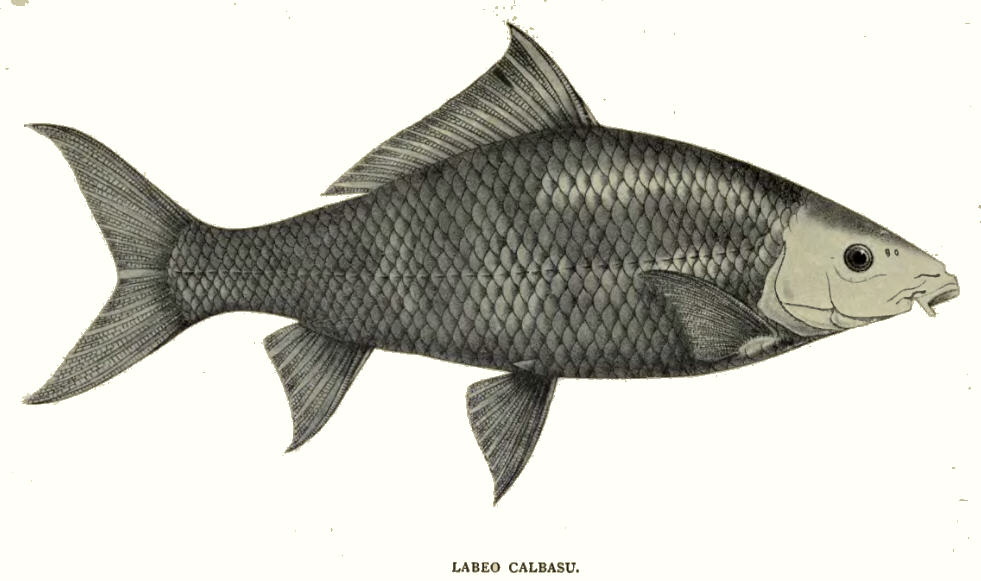 Labeo calbasu (Orangefin labeo)