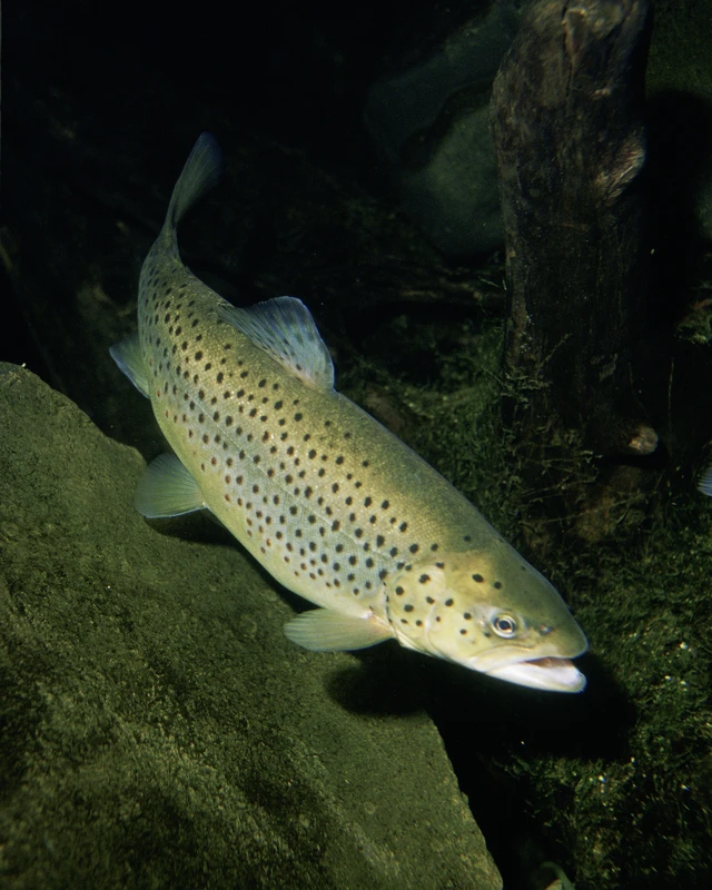 Salmo trutta (Brown trout)