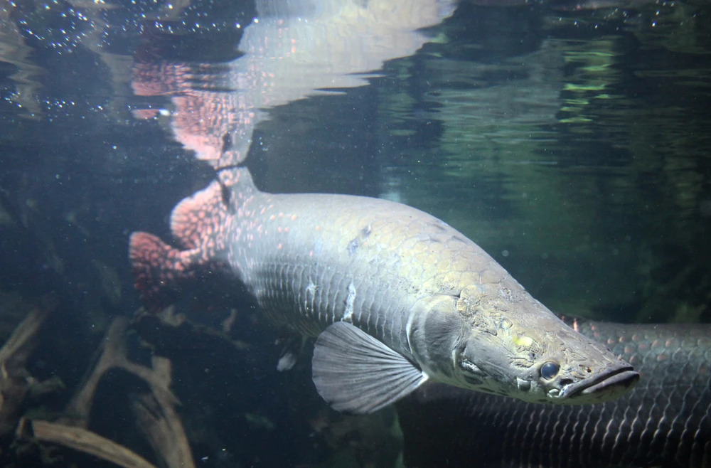 Arapaima gigas (Arapaima)