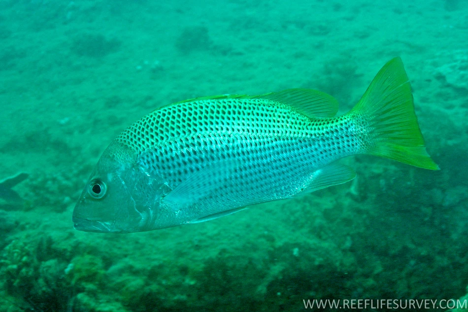 Lutjanus johnii (John's snapper)