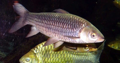 Leptobarbus hoevenii (Hoven's carp)
