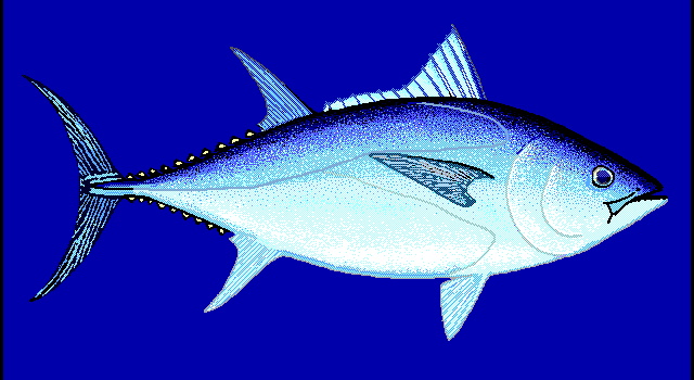 Thunnus maccoyii (Southern bluefin tuna)