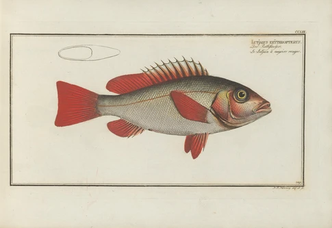 Lutjanus erythropterus (Crimson snapper)