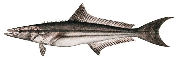 Rachycentron canadum (Cobia)