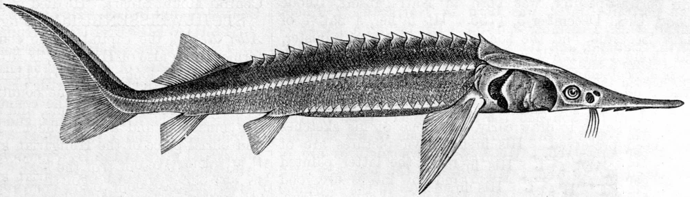 Acipenser ruthenus (Sterlet sturgeon)