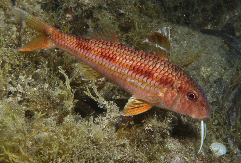Mullus surmuletus (Striped red mullet)