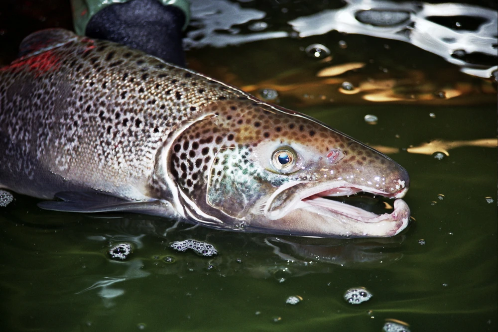 Salmo salar (Atlantic salmon)