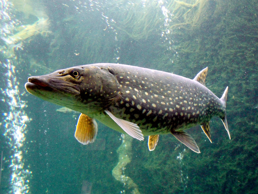 Esox lucius (Northern pike)
