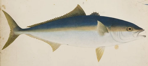 News: Update WelfareCheck | farm: Seriola lalandi