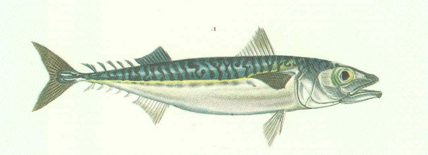Scomber colias (Atlantic chub mackerel)