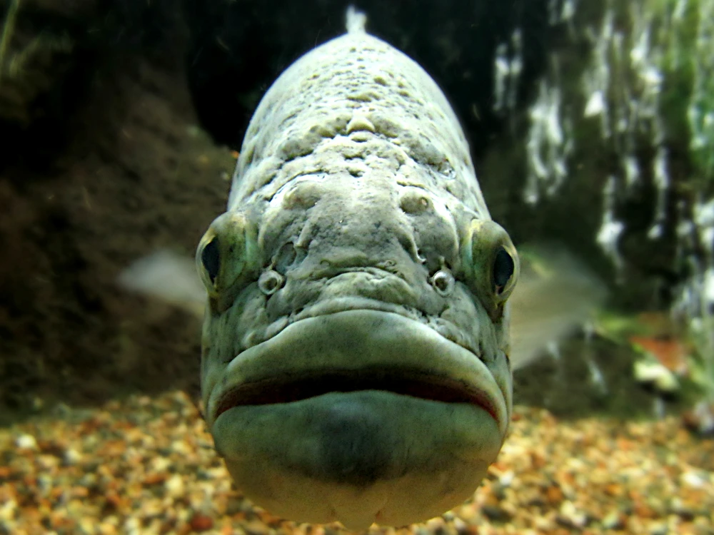 Micropterus salmoides (Largemouth bass)