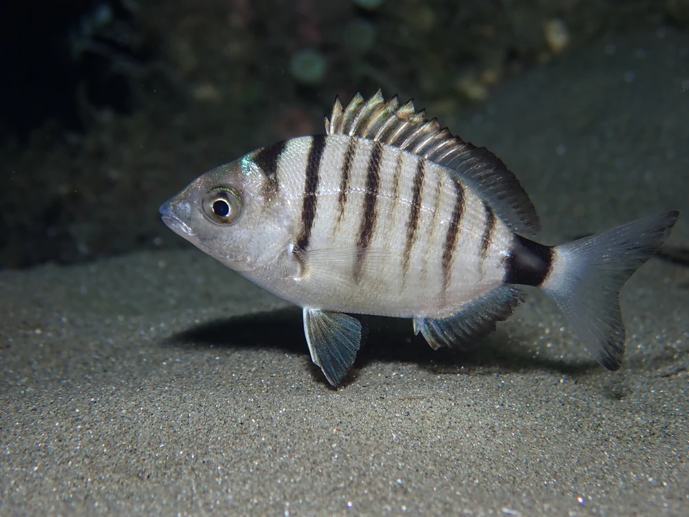 Diplodus puntazzo (Sharpsnout seabream)